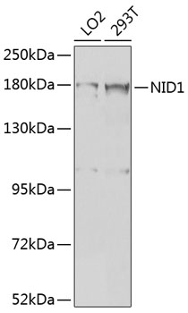 Anti-Entactin / NID Antibody