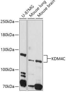 Anti-KDM4C / GASC1 / JMJD2C Antibody