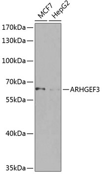 Anti-ARHGEF3 Antibody