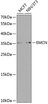 Anti-Endomucin Antibody