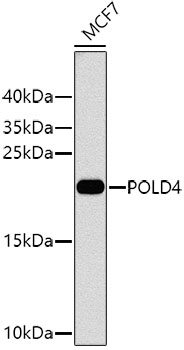 Anti-POLD4 Antibody