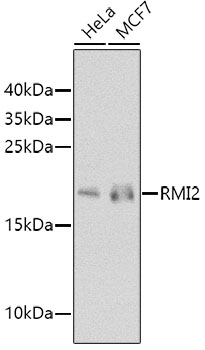 Anti-RMI2 Antibody