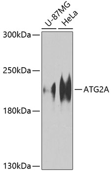 Anti-ATG2A Antibody