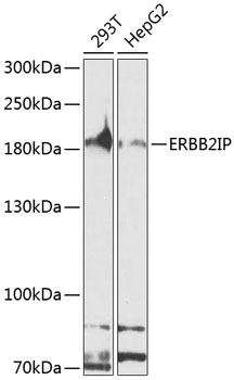 Anti-Erbin Antibody