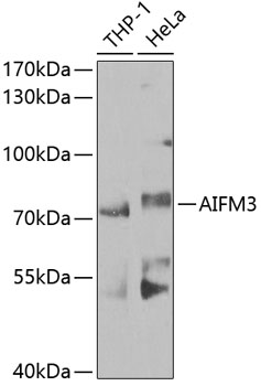 Anti-AIFM3 Antibody