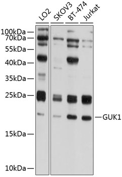 Anti-Guanylate kinase Antibody