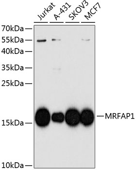 Anti-MRFAP1 Antibody