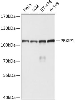 Anti-PBXIP1 / HPIP Antibody