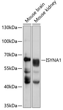 Anti-ISYNA1 Antibody