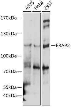 Anti-ERAP2 Antibody