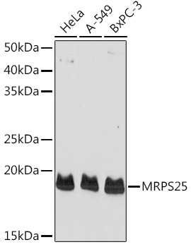 Anti-MRPS25 Antibody