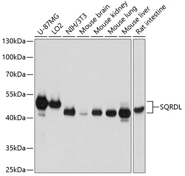 Anti-SQRDL Antibody