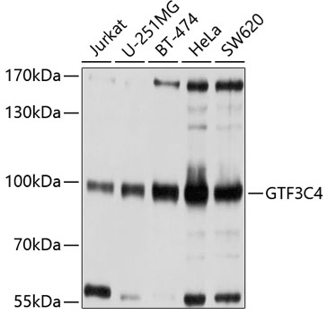 Anti-GTF3C4 Antibody