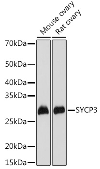 Anti-SCP3 Antibody