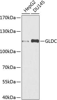 Anti-Glycine decarboxylase Antibody