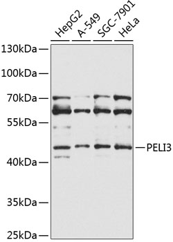 Anti-PELI3 Antibody