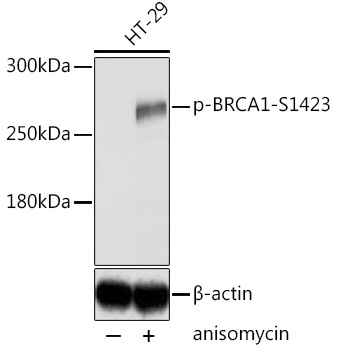 Anti-BRCA1 (phospho Ser1423) Antibody