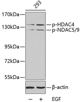 Anti-HDAC4 (phospho Ser246) + HDAC5 (phospho Ser259) + HDAC9 (phospho Ser220) Antibody