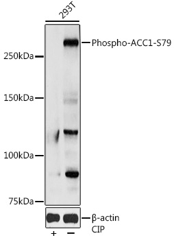 Anti-Acetyl Coenzyme A carboxylase alpha (phospho Ser79) Antibody