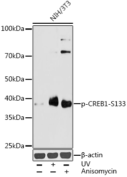 Anti-CREB (phospho Ser133) Antibody