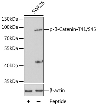 Anti-beta Catenin (phospho Thr41 + Ser45) Antibody