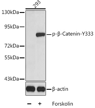 Anti-beta Catenin (phospho Tyr333) Antibody