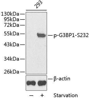 Anti-G3BP (phospho Ser232) Antibody - Identical to Abcam (ab131243) and Novus (NB100-81931)