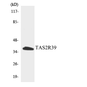 Anti-TAS2R39 Antibody