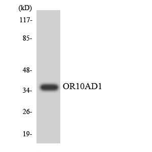 Anti-OR10AD1 Antibody