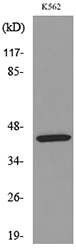 Anti-KIR3DL3 Antibody