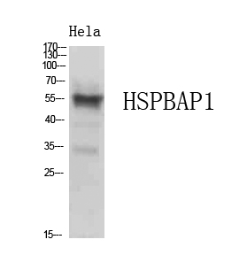 Anti-HSPBAP1 Antibody