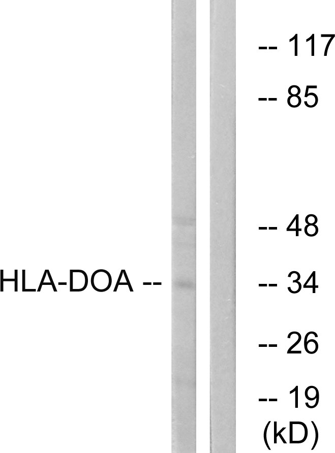 Anti-HLA-DOA Antibody