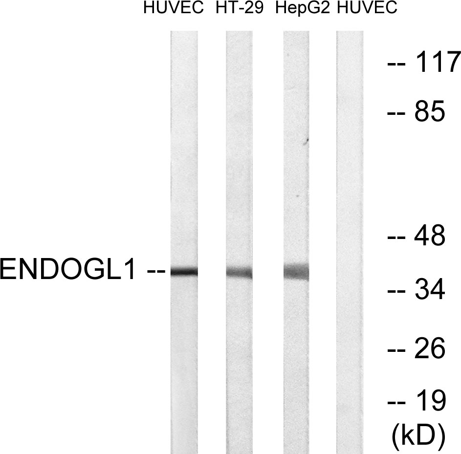 Anti-ENDOGL1 Antibody