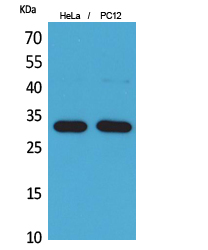 Anti-CD300LF Antibody