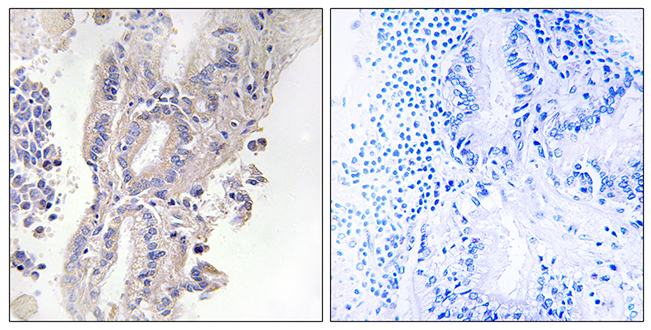 Anti-PLCXD1 Antibody
