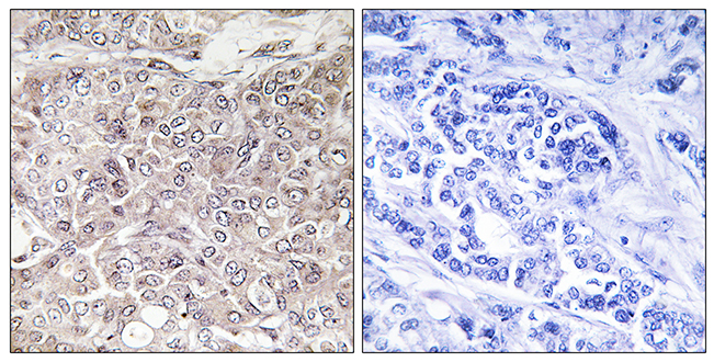 Anti-GPRIN3 Antibody