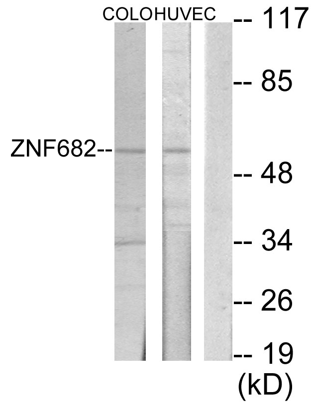 Anti-ZNF682 Antibody