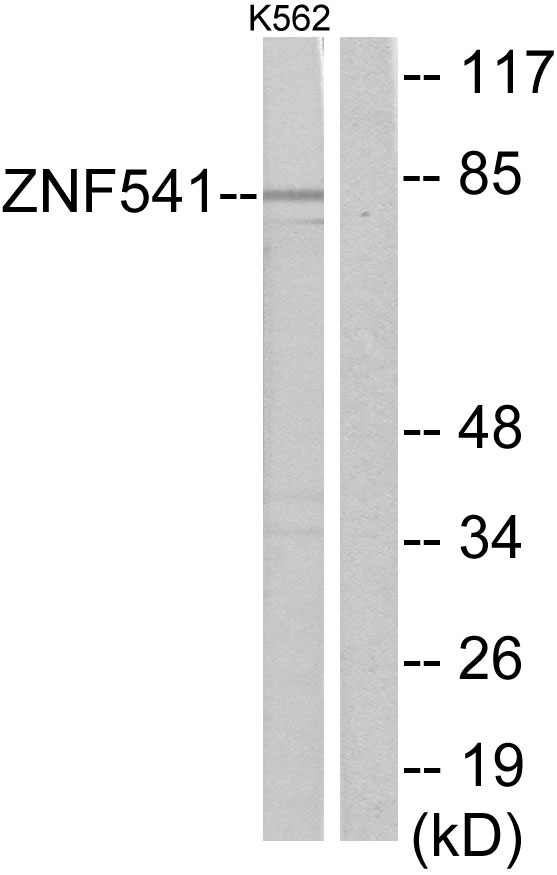 Anti-ZNF541 Antibody