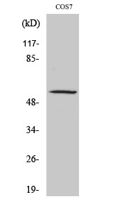 Anti-ZNF498 Antibody Anti-ZNF498 Antibody