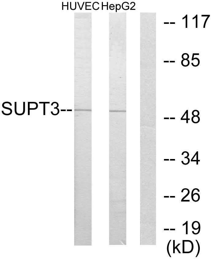 Anti-SUPT3H Antibody
