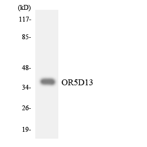 Anti-OR5D13 Antibody