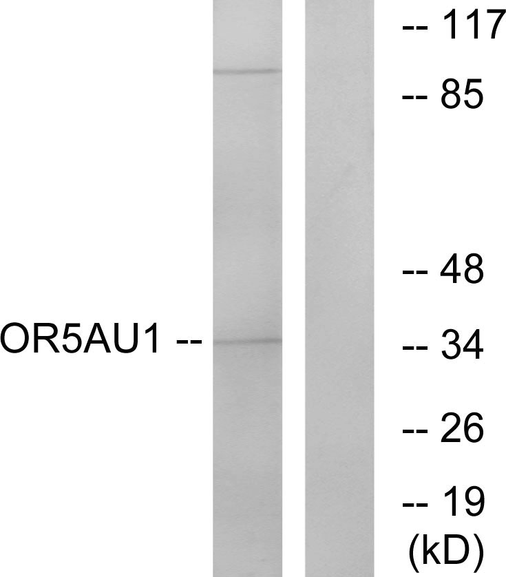 Anti-OR5AU1 Antibody