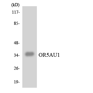 Anti-OR5AU1 Antibody