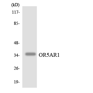 Anti-OR5AR1 Antibody