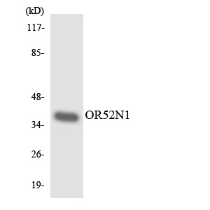Anti-OR52N1 Antibody