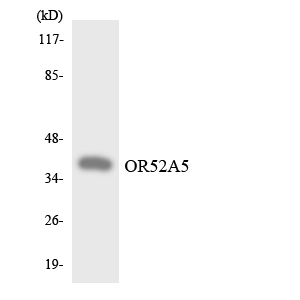 Anti-OR52A5 Antibody