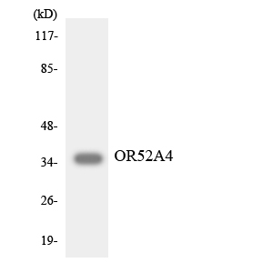 Anti-OR52A4 Antibody