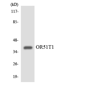Anti-OR51T1 Antibody