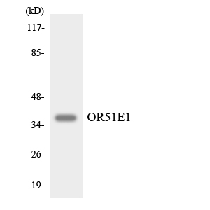 Anti-OR51E1 Antibody