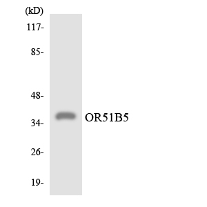 Anti-OR51B5 Antibody